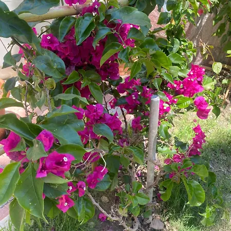 Meryam Deluxe 3* Сиде